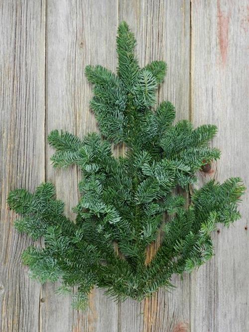 DOUGLAS FIR 25#   CHRISTMAS GREENS